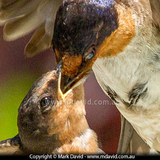 A closeer view of the photo reveals the sharp focus