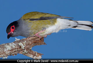 Figbird