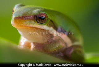 Tree frog
