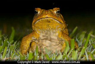Cane Toad