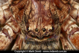 Huntsman Spider