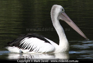 Pelican
