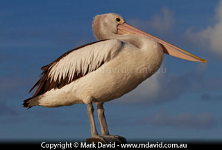 Pelican