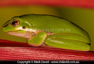 Specular highlights on a frog