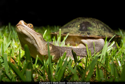 freshwater turtle