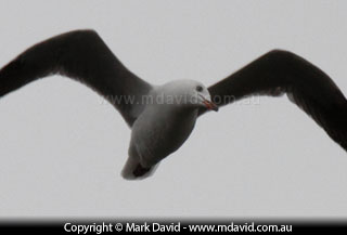 Silver Gull