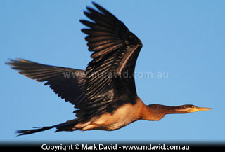 Darter