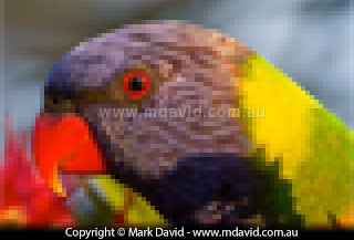 Rainbow Lorikeet at low resolutions