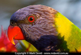 Rainbow Lorikeet at high resolutions