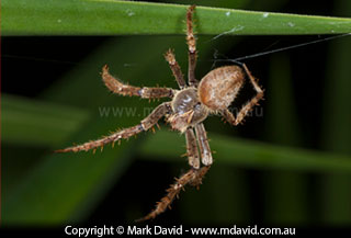 spider