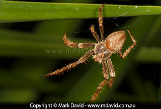 spider