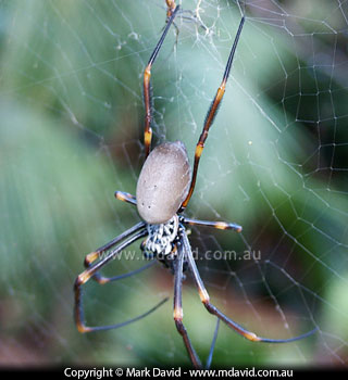 Mark David Some common spiders in eastern Australia