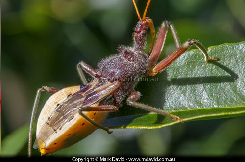 Assassin Bug