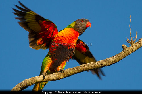 Rainbow Lorikeet