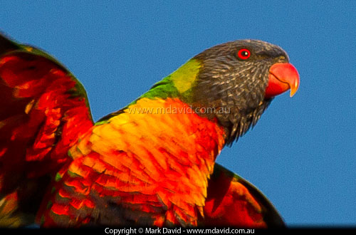Rainbow Lorikeet