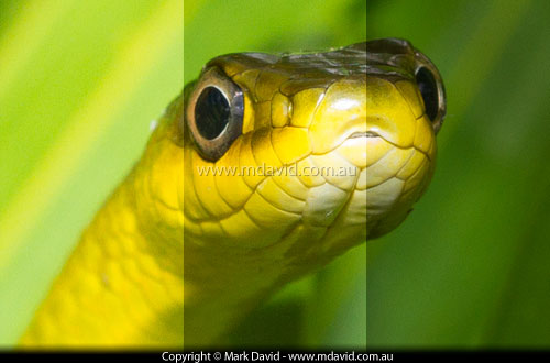 Green Tree Snake