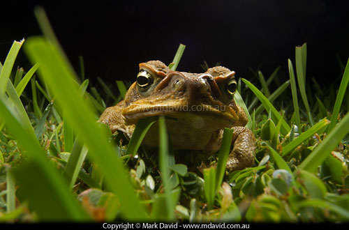 Cane Toad