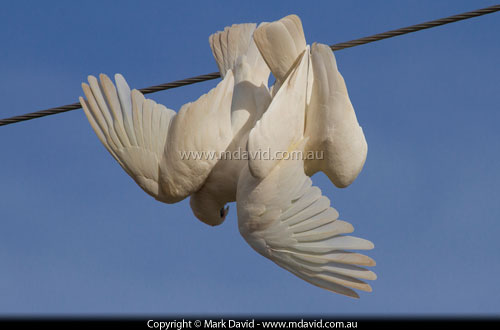 Corella