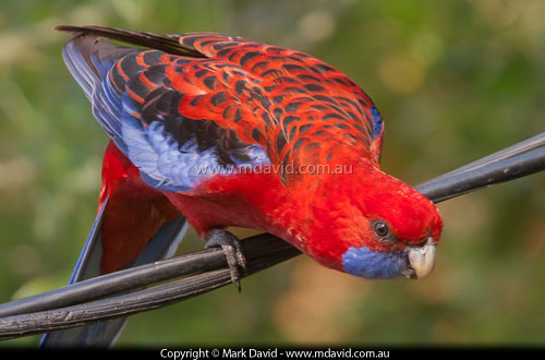 Crimson Rosella