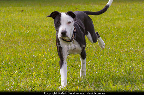 Running dog