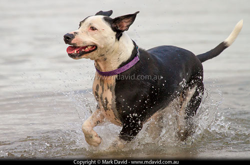 Dog
