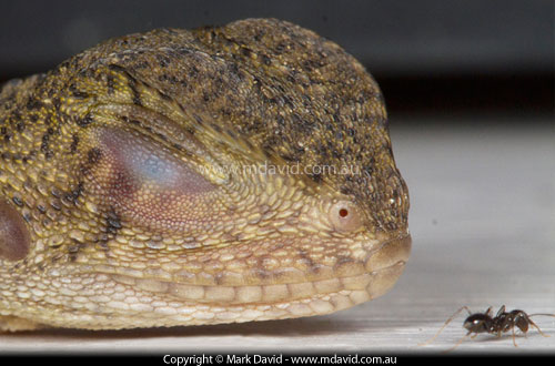 Young Water Dragon