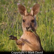 Eastern Grey Kangaroo