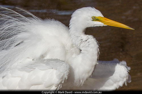 Intermediate Egret