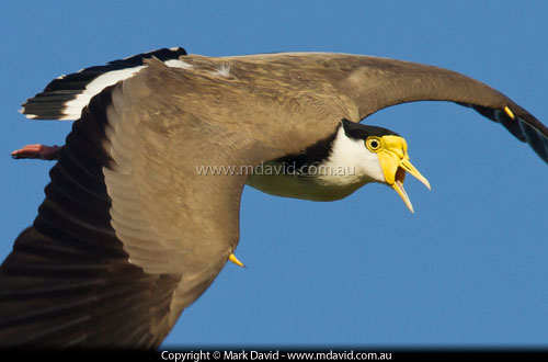 Masked Lapwing