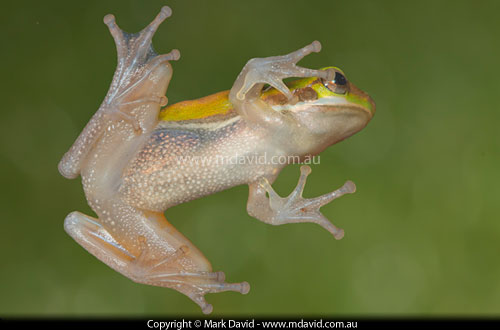 Tree frog