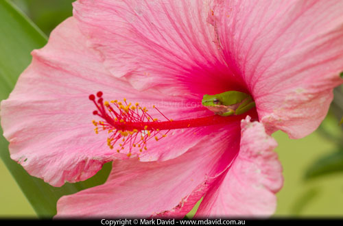 Eastern Dwarf Tree Frog in a Hibiscus flower