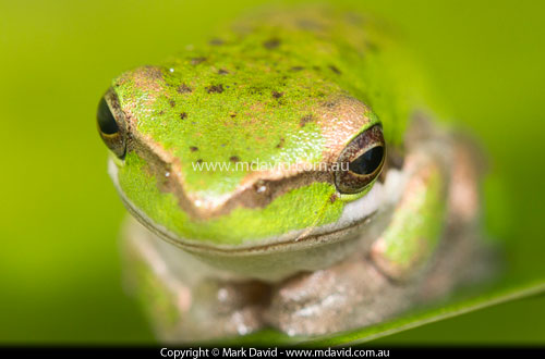 Eastern Dwarf Tree Frog