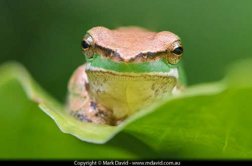 Eastern Dwarf Tree Frog