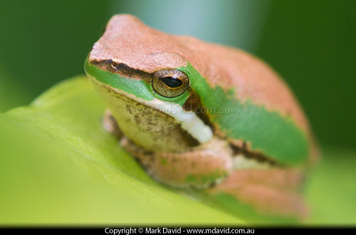 Eastern Dwarf Tree Frog