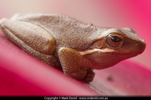 Eastern Dwarf Tree Frog