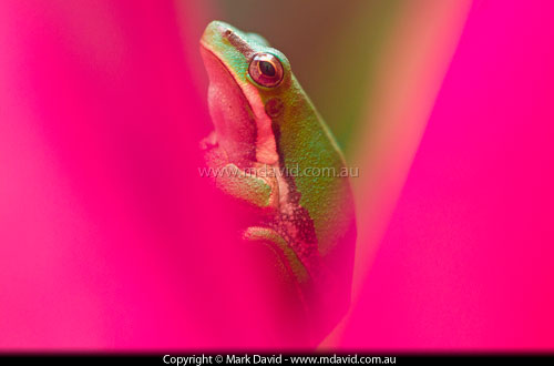 Eastern Dwarf Tree Frog