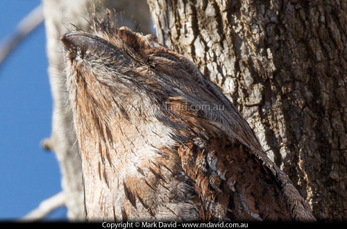 Tawny Frogmouth