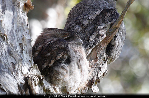 Tawny Frogmouths