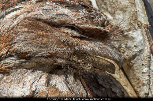 Tawny Frogmouth