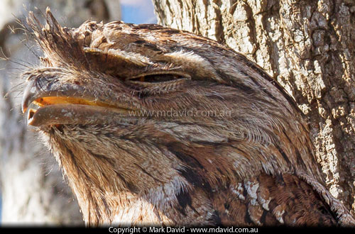 Tawny Frogmouth