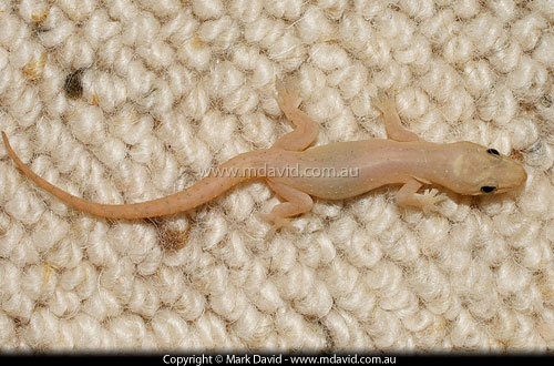 Gecko