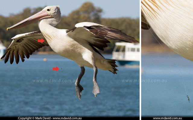 Pelican with fish hook in its neck