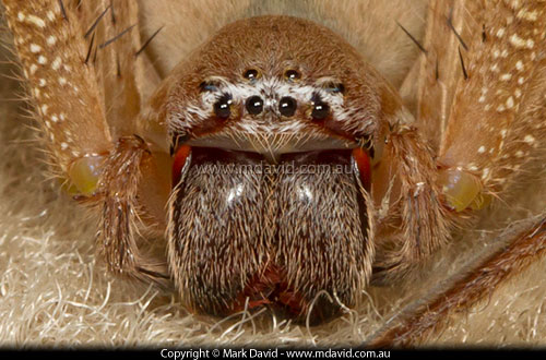 Huntsman