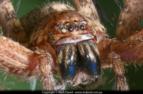 Huntsman Spider