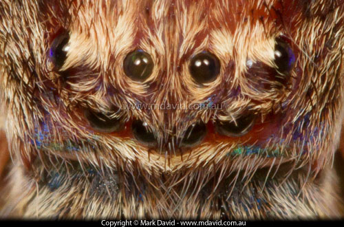 Huntsman Spider