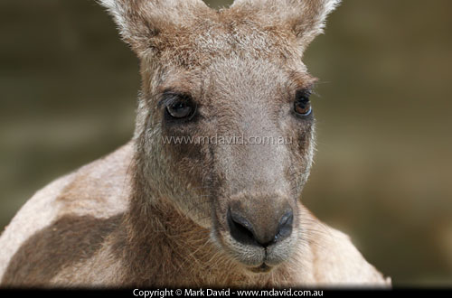 Kangaroo