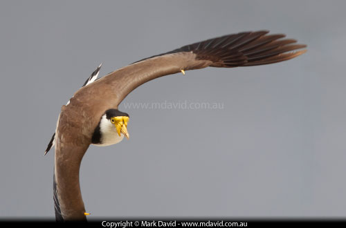 Masked Lapwing