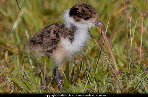 Masked Lapwing