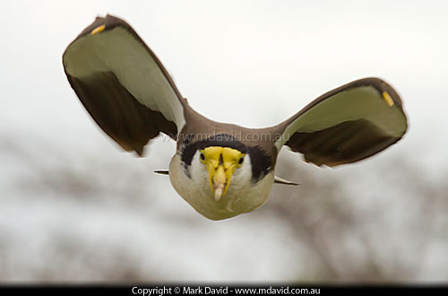 Masked Lapwing
