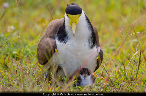 Masked Lapwings